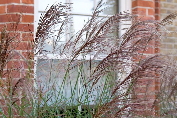 Miscanthus grasses growing in front of a window for privacy Miscanthus grasses growing in front of a window for privacy