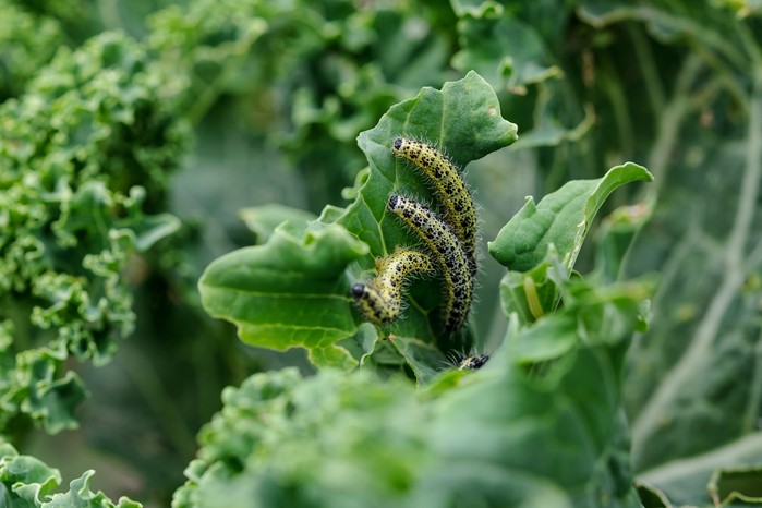 Cabbage white caterpillars Cabbage white caterpillars
