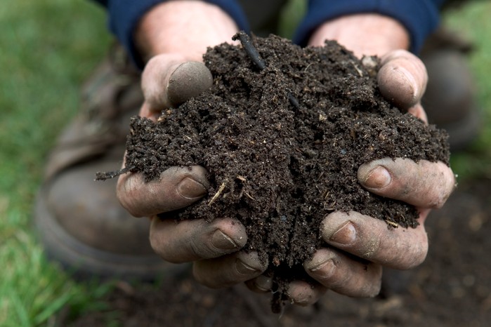 Mulching with well-rotted manure or compost Mulching with well-rotted manure or compost
