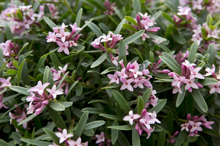 Best winter-flowering plants - Daphne x transatlantica Best winter-flowering plants - Daphne x transatlantica