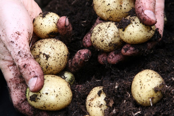 Harvesting potatoes Harvesting potatoes