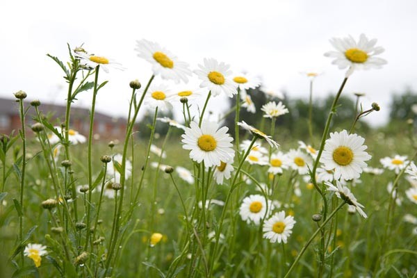 Lawn daisies Lawn daisies