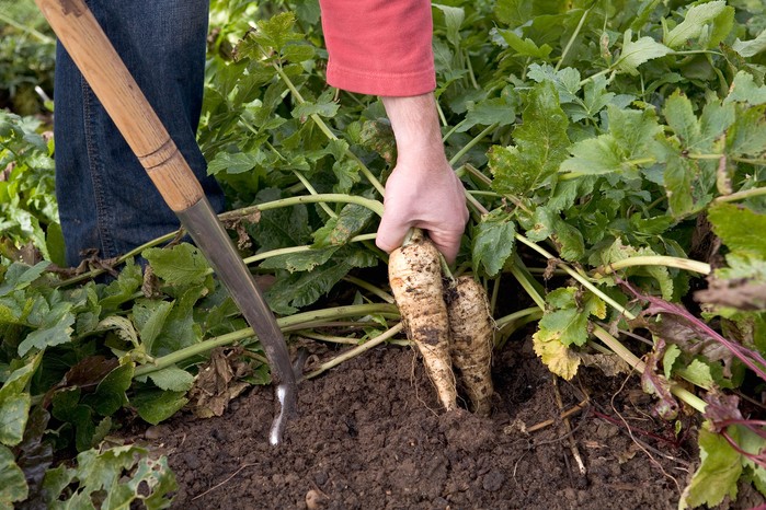 Harvesting parsnips Harvesting parsnips