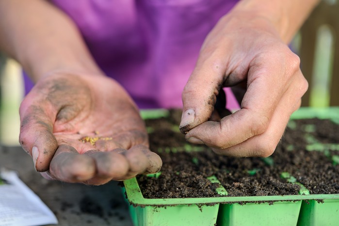 Sowing cabbage seeds in modules Sowing cabbage seeds in modules