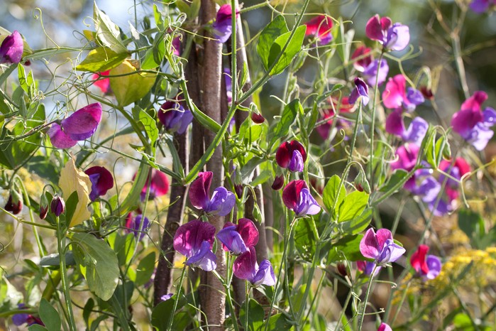 How to grow sweet peas in pots from plugs How to grow sweet peas in pots from plugs