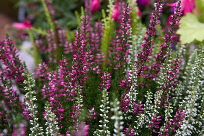flowering-heather-9 flowering-heather-9