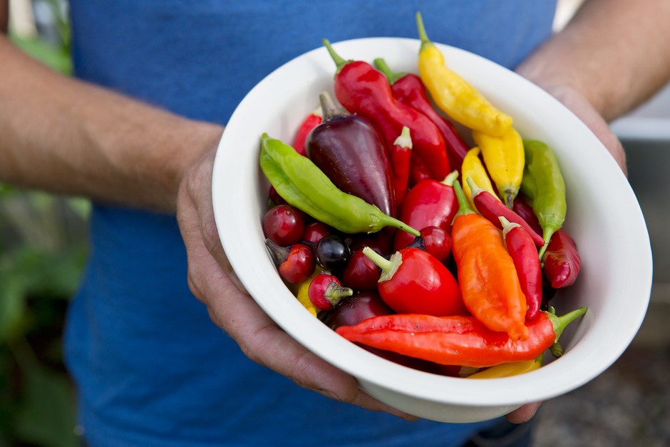 Harvested chillies