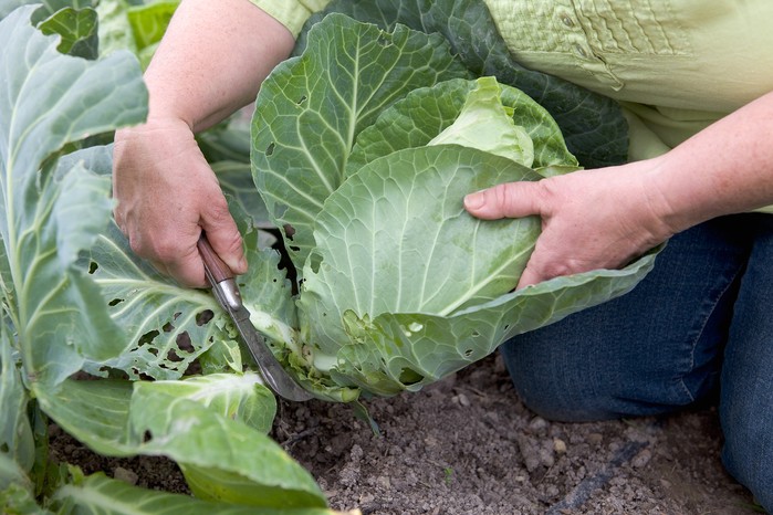 Harvesting cabbages Harvesting cabbages