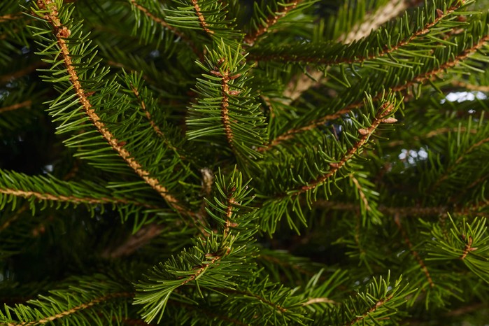 Recycle the Christmas tree Recycle the Christmas tree