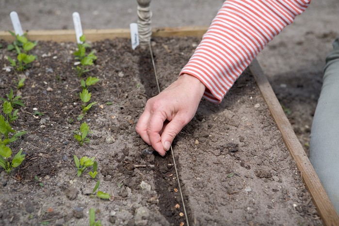 Sowing parsnips seeds Sowing parsnips seeds