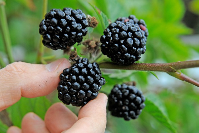 harvesting-blackberries-3 harvesting-blackberries-3