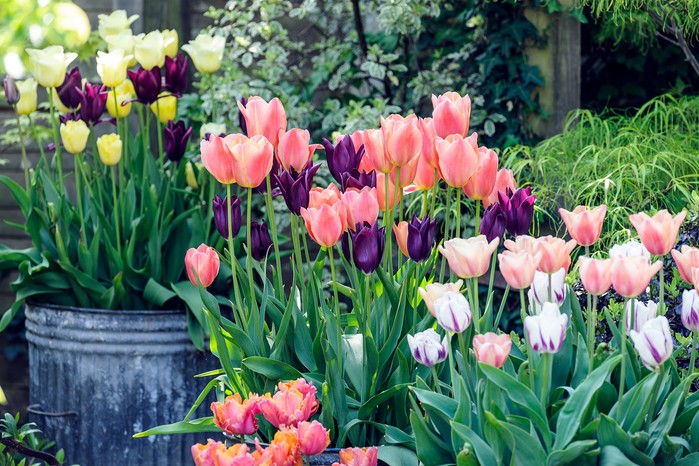 Tulips in pots Tulips in pots