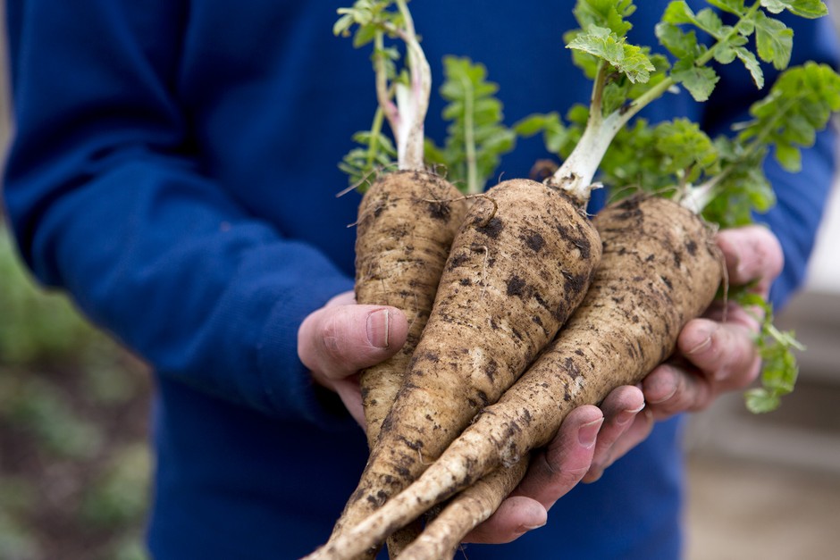 Freshly harvested parsnips Freshly harvested parsnips