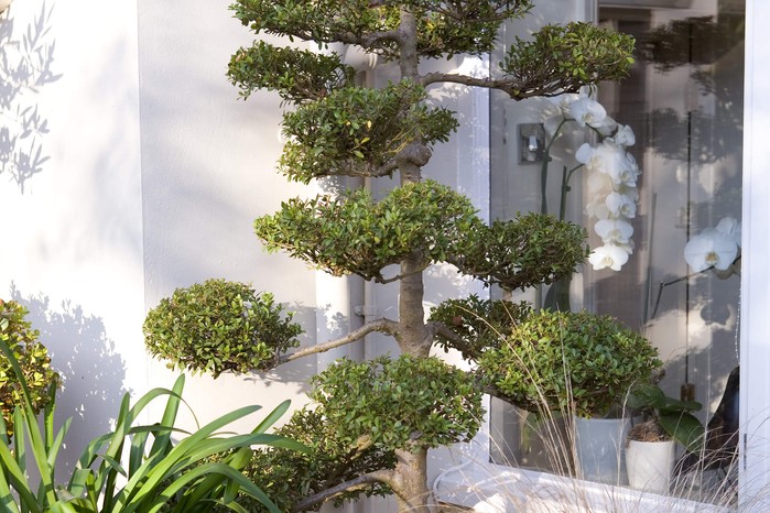 Front garden with cloud pruned box (Buxus) Front garden with cloud pruned box (Buxus)