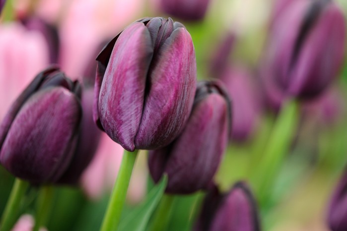 Tulipa 'Queen of Night' Tulipa 'Queen of Night'