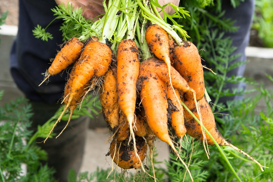 Handful of carrots