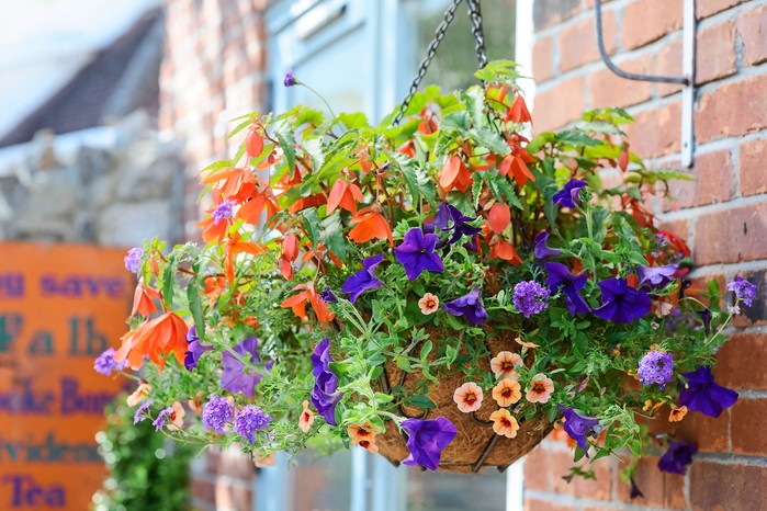 Hanging basket planted with begonias and petunuias Hanging basket planted with begonias and petunuias
