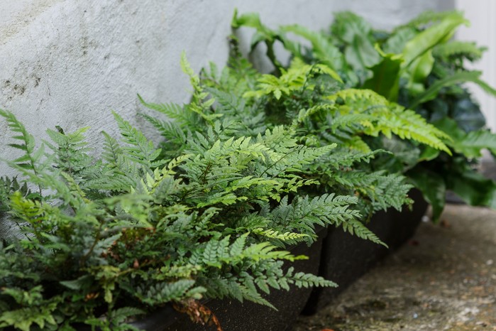 Container-grown ferns growing in a shady spot Container-grown ferns growing in a shady spot