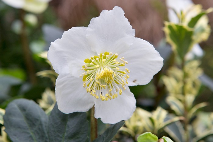 Best winter-flowering plants - Christmas rose Best winter-flowering plants - Christmas rose