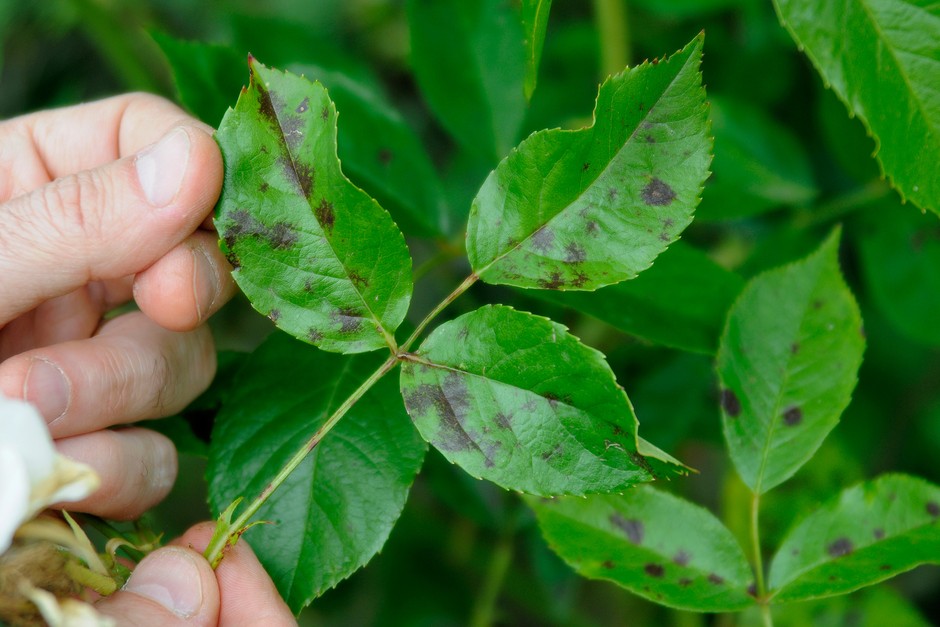 Rose leaves marked with blotches of black spot Rose leaves marked with blotches of black spot
