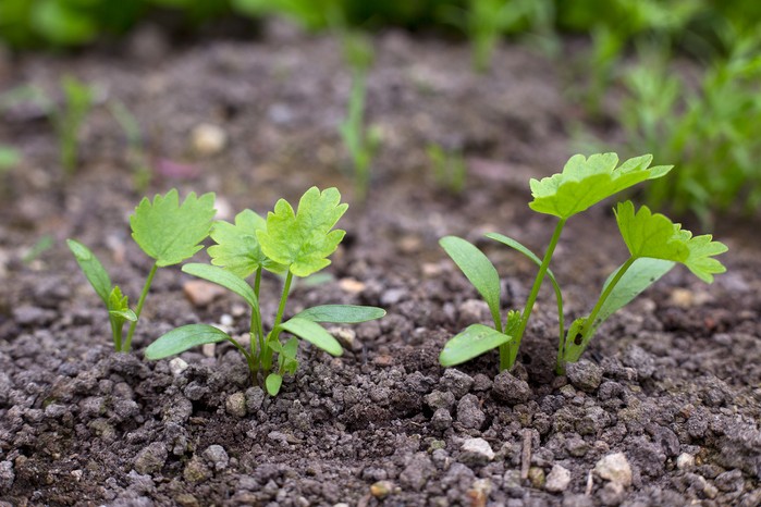 Parsnip seedlings Parsnip seedlings