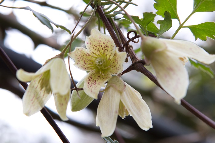 clematis-cirrhosa-5 clematis-cirrhosa-5