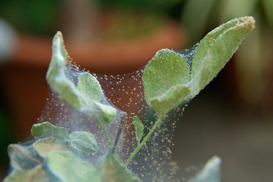 Red spider mites and webbing visible on plant leaves Red spider mites and webbing visible on plant leaves