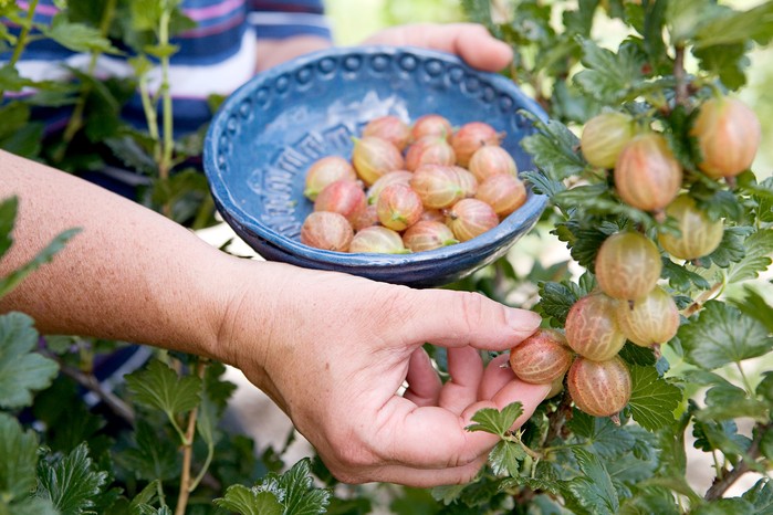 Gooseberries Gooseberries