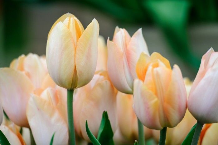 Tulip Apricot Beauty Tulip Apricot Beauty