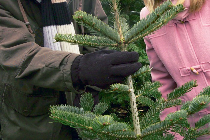 Choosing a Christmas tree Choosing a Christmas tree