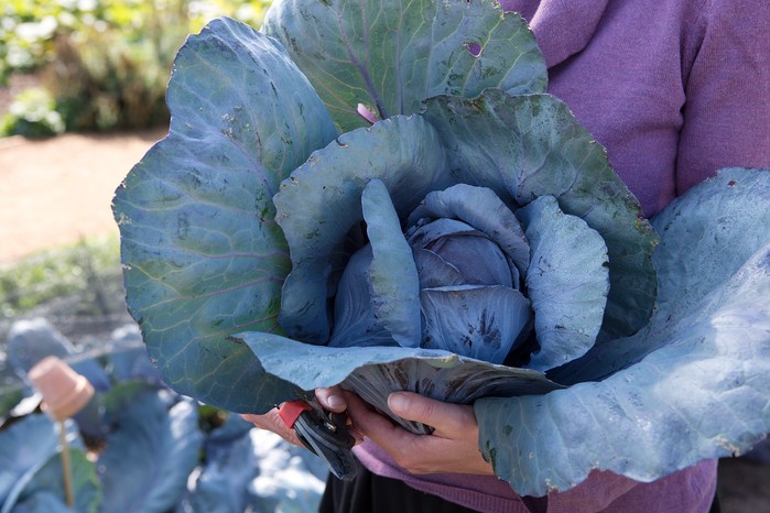 How to grow cabbages - cabbage 'Marner Large Red' How to grow cabbages - cabbage 'Marner Large Red'