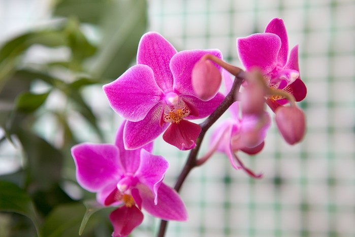 Moth orchid flowers Moth orchid flowers