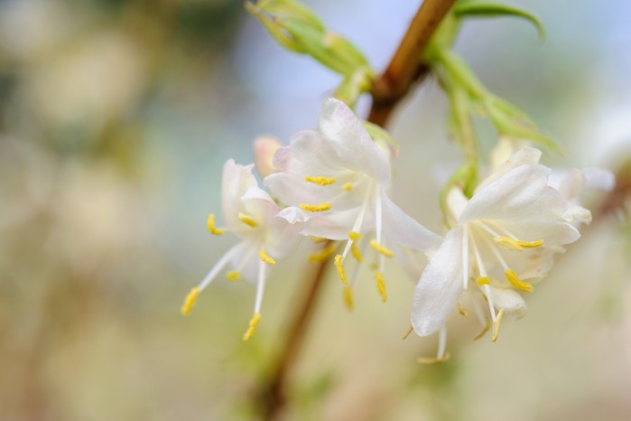 Best winter-flowering plants - winter honeysuckle Best winter-flowering plants - winter honeysuckle