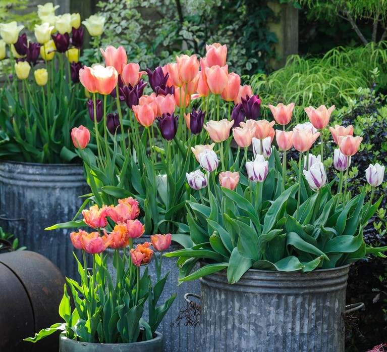 Tulips in pots Tulips in pots