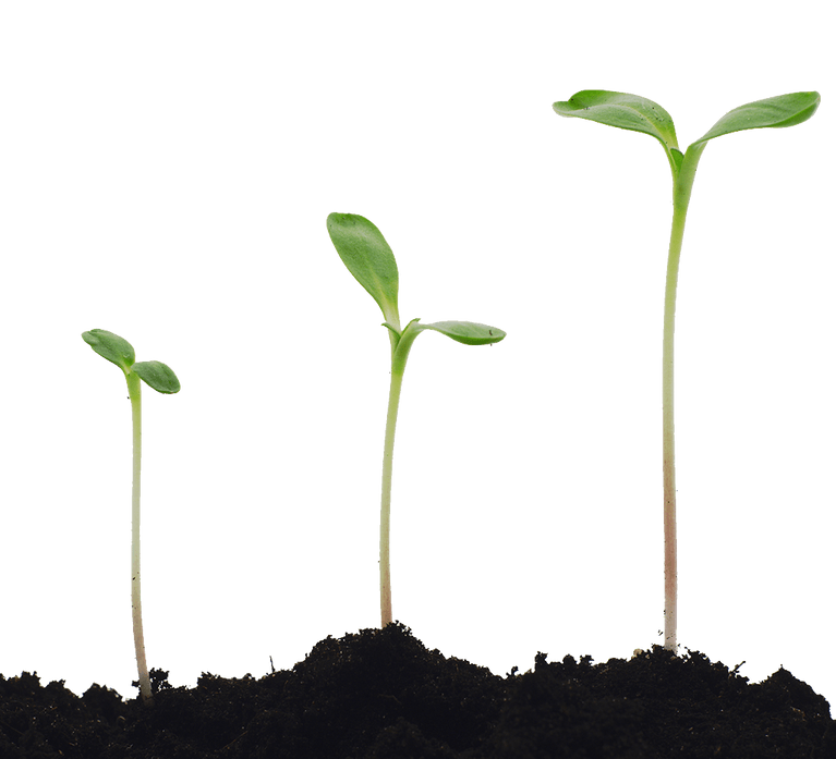 CUT-OUT-1024X1024-seedlings-GettyImages-173578300 Seedlings. Photo: Getty Images.