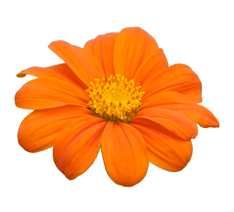 CUT-OUT-1024x1024-tithonia Tithonia